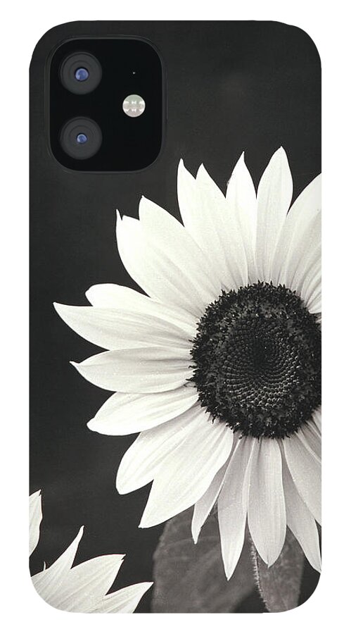 John Harmon iPhone 12 Case featuring the photograph SunFlower in Black and White by John Harmon