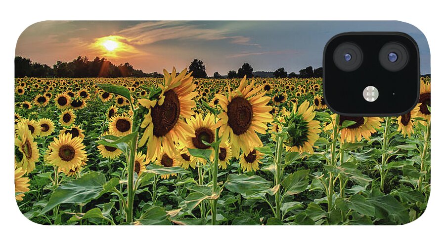 Sunset iPhone 12 Case featuring the photograph Sunflower Sunset by Rod Best