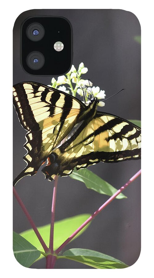 Butterfly iPhone 12 Case featuring the photograph Swallowtail by Ben Foster