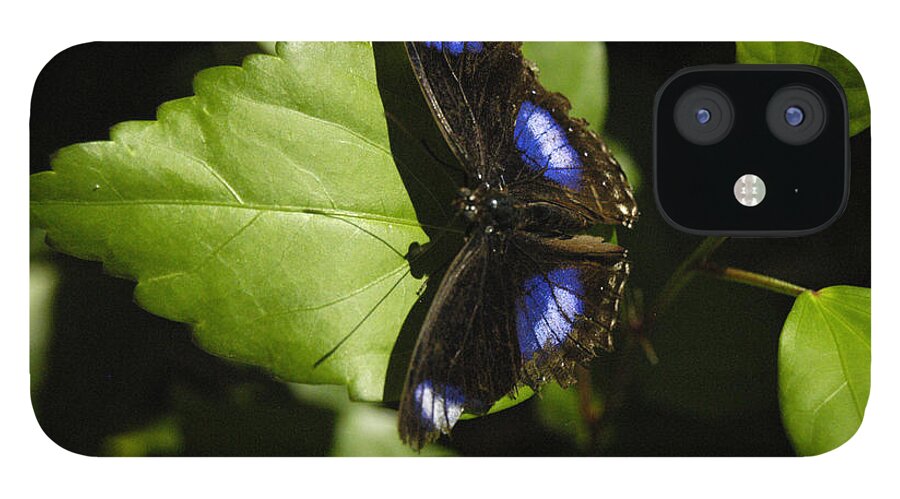 Swallowtail Butterfly iPhone 12 Case featuring the photograph Swallowtail resting on green by Mafalda Cento