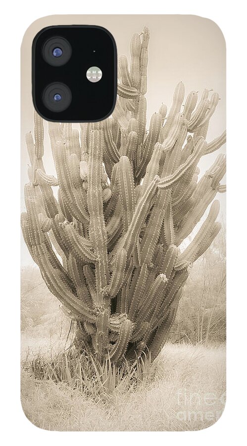 Tall Cactus iPhone 12 Case featuring the photograph Tall Cactus in Sepia by Imagery by Charly