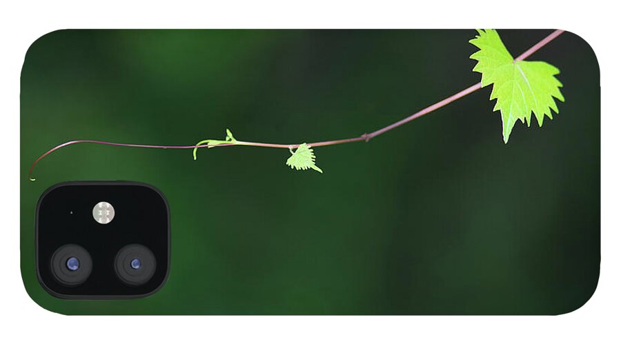 Plant iPhone 12 Case featuring the photograph Tendril by Mitch Spence
