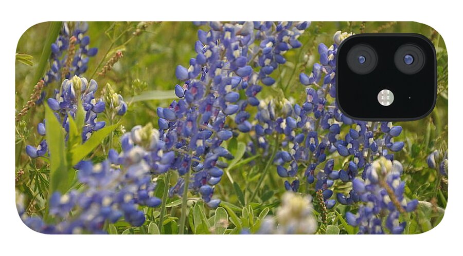 Texas Hill Country iPhone 12 Case featuring the photograph Texas Bluebonnet by Frank Madia