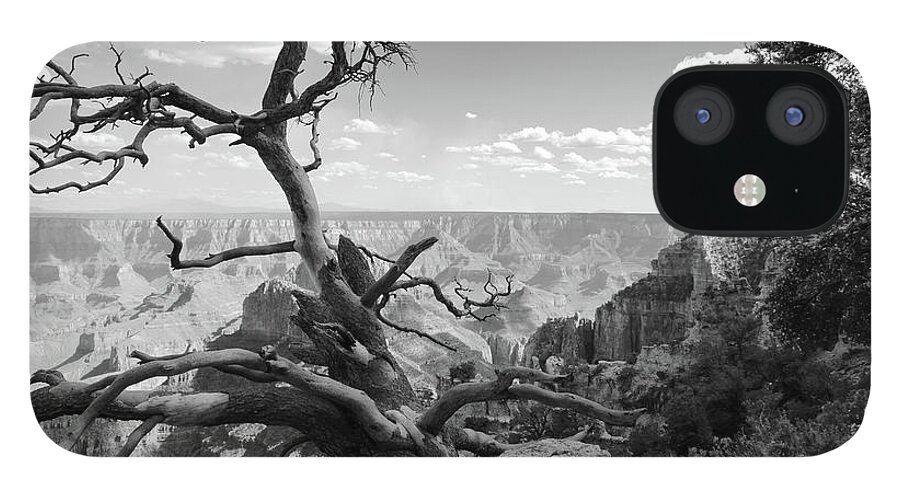 Dead Tree iPhone 12 Case featuring the photograph The Canyon's Edge BW by David Diaz