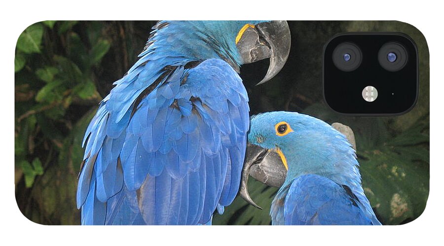 Birds iPhone 12 Case featuring the photograph The Couple by Barry Bohn