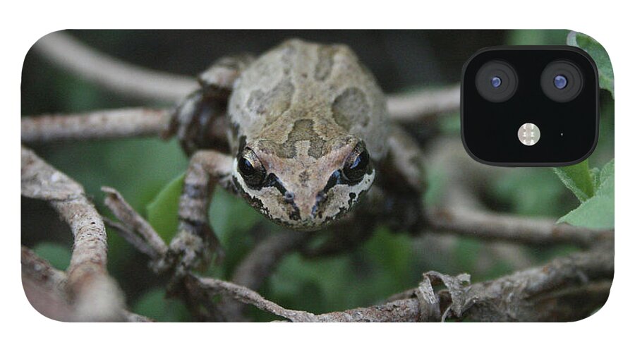 Frog iPhone 12 Case featuring the photograph The Frog by Ryan Workman Photography