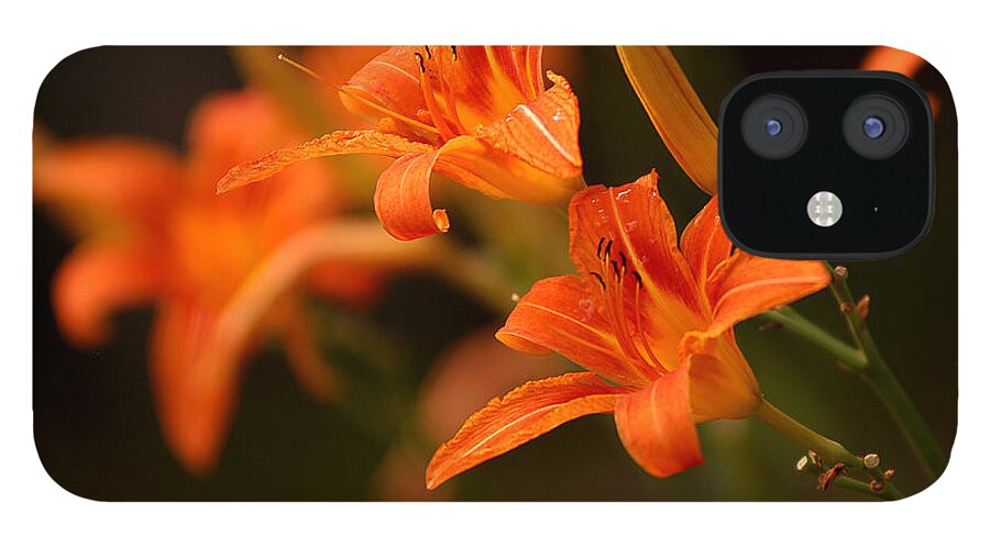 Tiger Lilies iPhone 12 Case featuring the photograph The Moment by Linda McRae