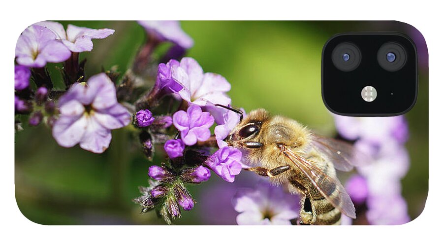 Bee iPhone 12 Case featuring the photograph The Pollinator by Rick Deacon