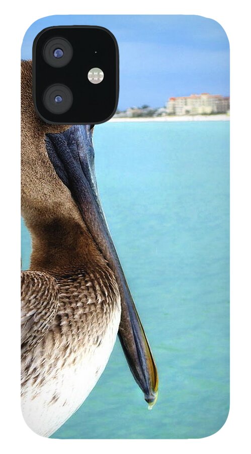 Clearwater iPhone 12 Case featuring the photograph This Is My Town - Pelican at Clearwater Beach Florida by Angela Rath