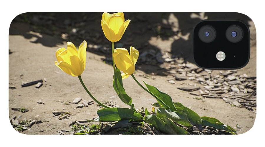 Tulips iPhone 12 Case featuring the photograph Three Gold Memories by Tom Cochran