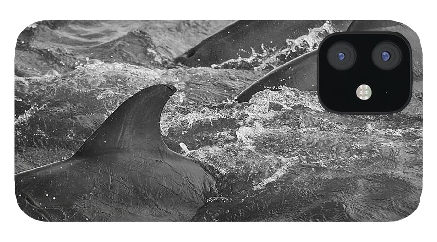 Dolphin iPhone 12 Case featuring the photograph Three Peas in a Pod by Wild Fotos