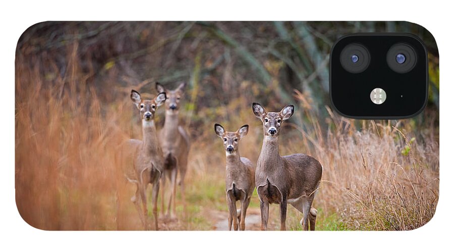 Wildlife iPhone 12 Case featuring the photograph Trail Watchers by Jeff Phillippi