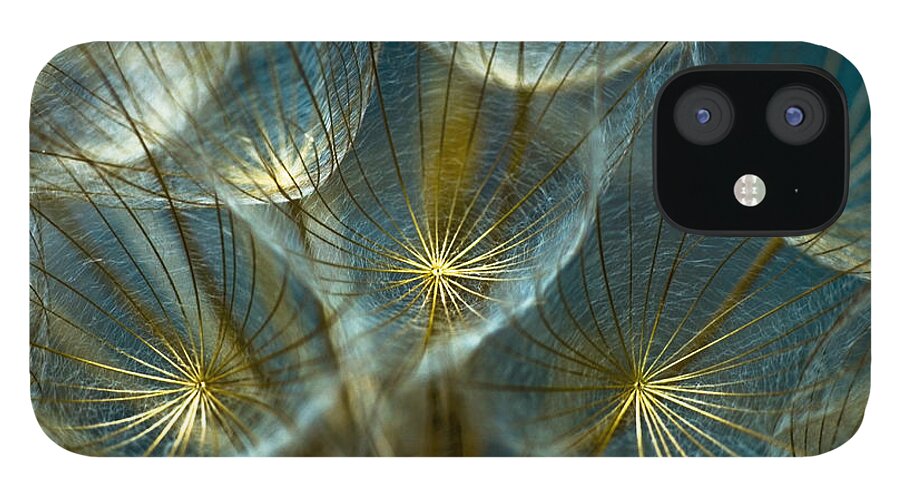 Dandelion iPhone 12 Case featuring the photograph Translucid Dandelions by Iris Greenwell