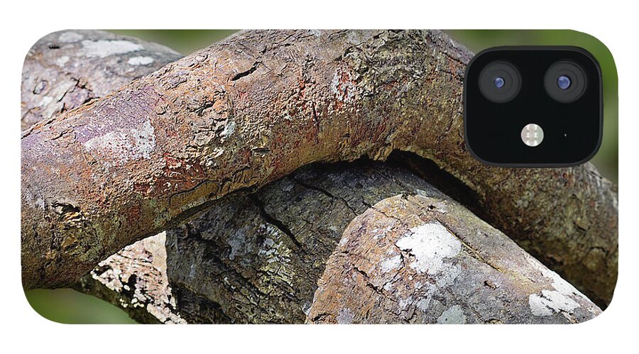 Tree iPhone 12 Case featuring the photograph Tree Legs by Jon Exley