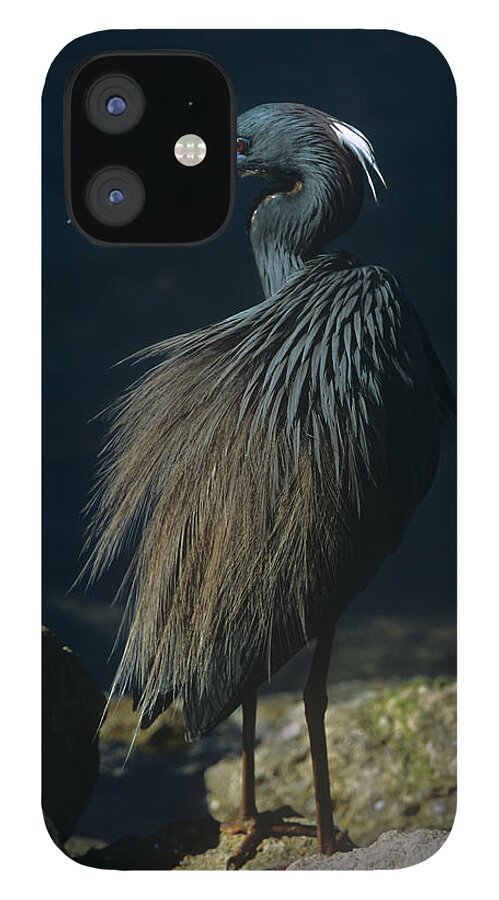 Heron iPhone 12 Case featuring the photograph Tri Colored Heron Displaying Full Breeding Plumage by John Harmon