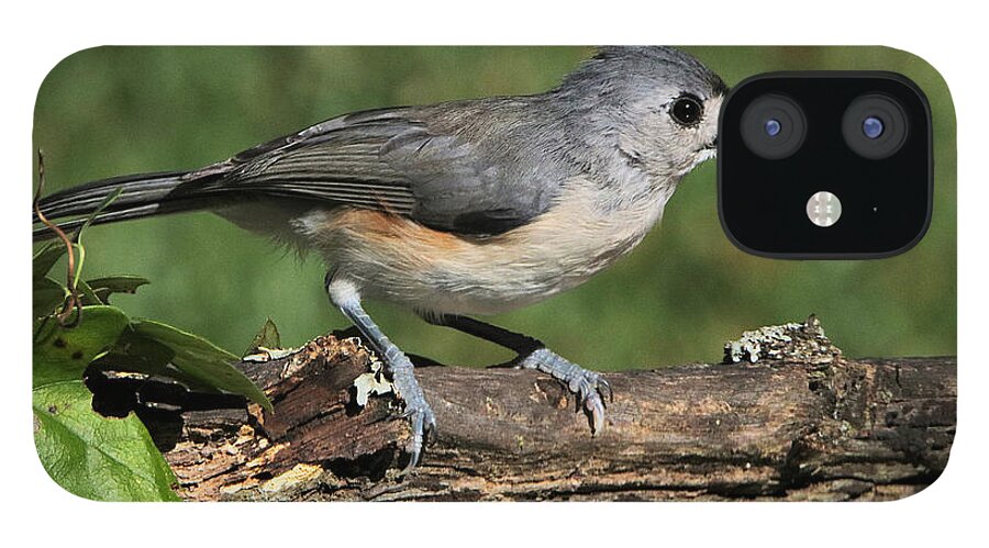 Nature iPhone 12 Case featuring the photograph Tufted Titmouse on Tree Branch by Sheila Brown