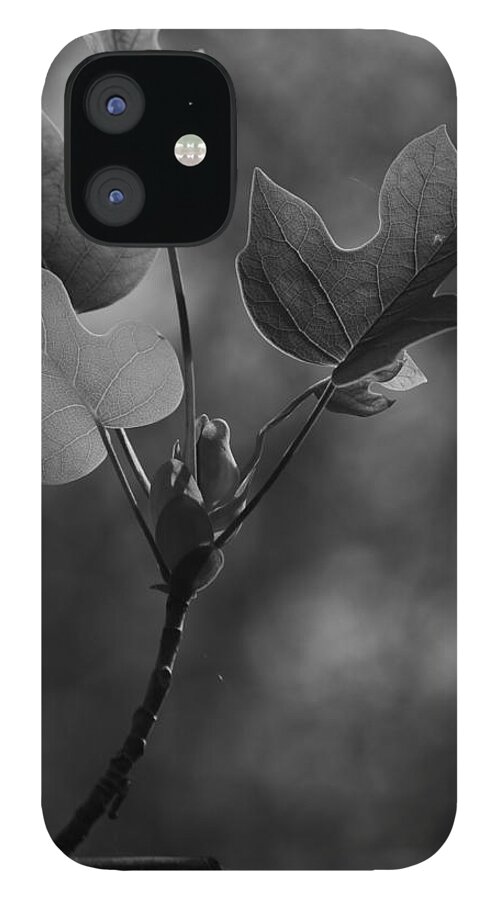 Jane Ford iPhone 12 Case featuring the photograph Tulip Tree Leaves in Spring by Jane Ford