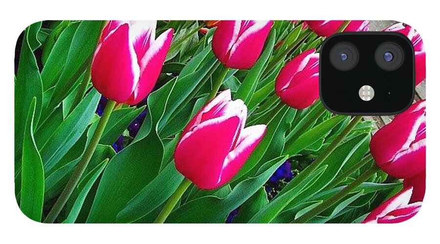 Beautiful iPhone 12 Case featuring the photograph Tulipomania 🌷 by Tanya Gordeeva