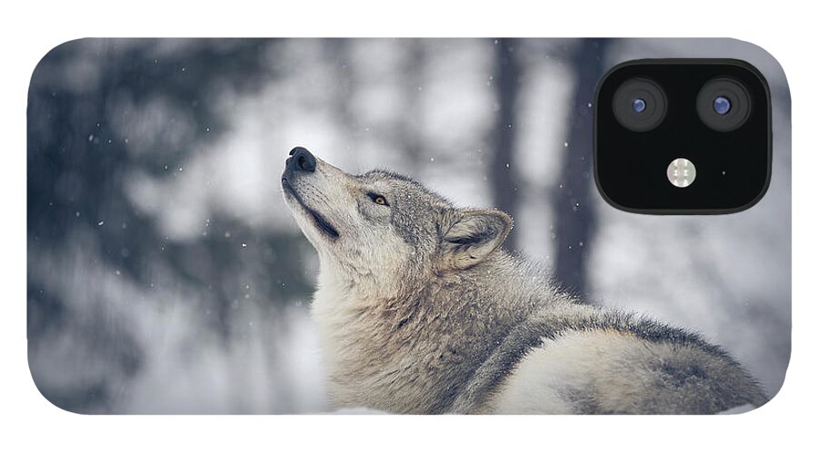 Snow iPhone 12 Case featuring the photograph Tundra Wolf Winter by Scott Slone
