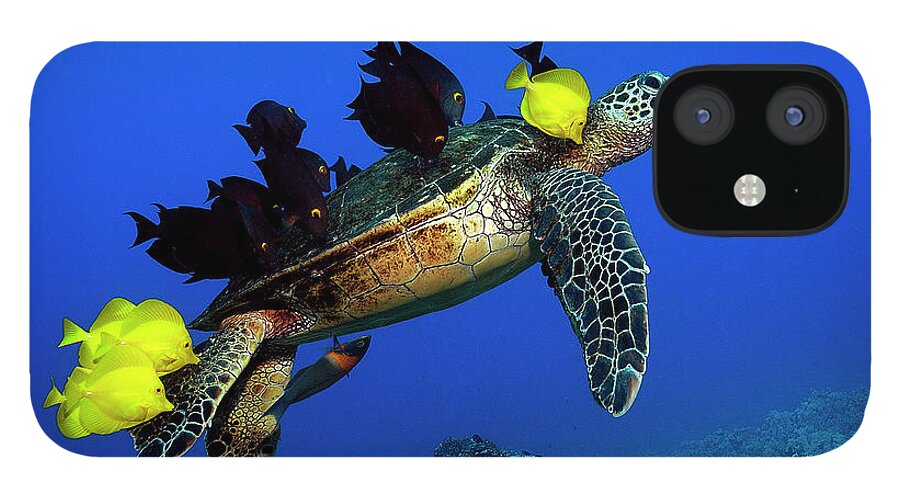 Hawaii iPhone 12 Case featuring the photograph Turtle grooming by Artesub