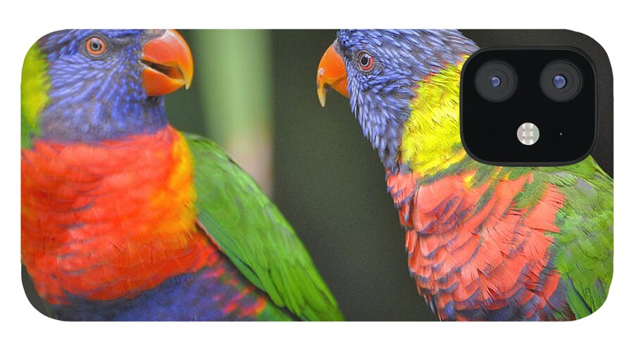 Lories iPhone 12 Case featuring the photograph Two lories make a scene by PatriZio M Busnel