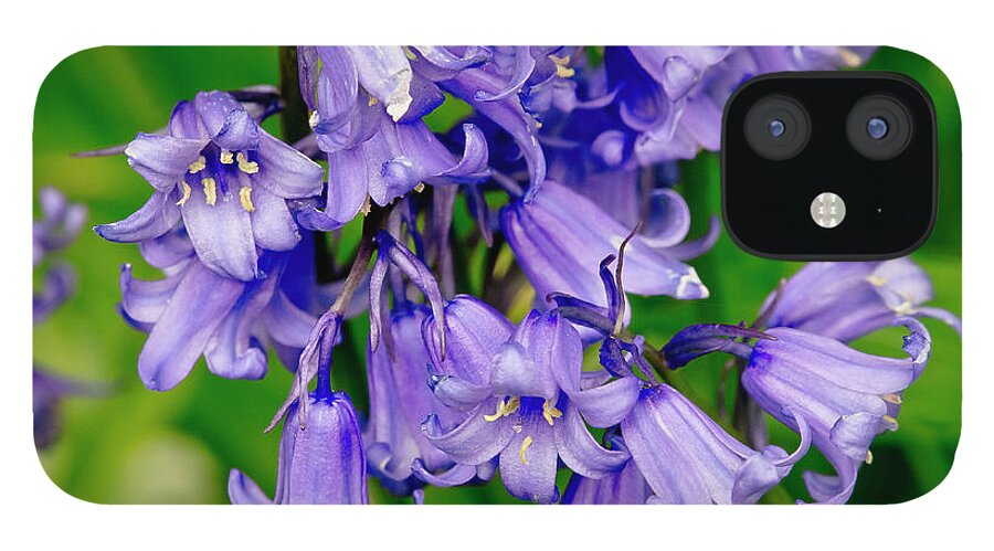 Hyacinthoides Non-scripta iPhone 12 Case featuring the photograph UK's Favourite flower. by Elena Perelman