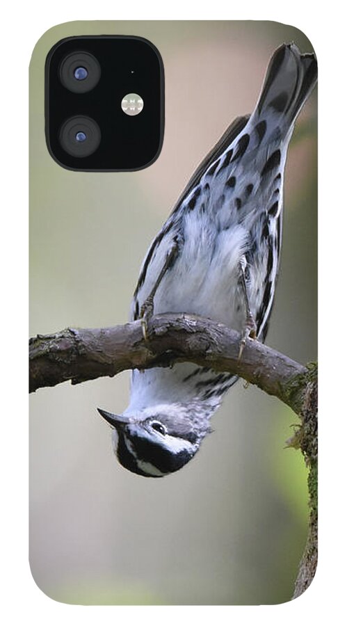 Bird iPhone 12 Case featuring the photograph Upside Down and Looking at You by Artful Imagery