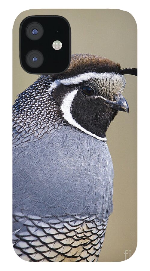 Quail iPhone 12 Case featuring the photograph Valley by Douglas Kikendall