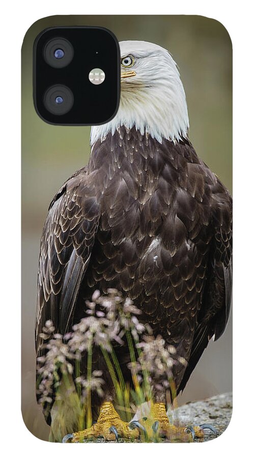 Birds iPhone 12 Case featuring the photograph Vigilance by Bruce Bonnett