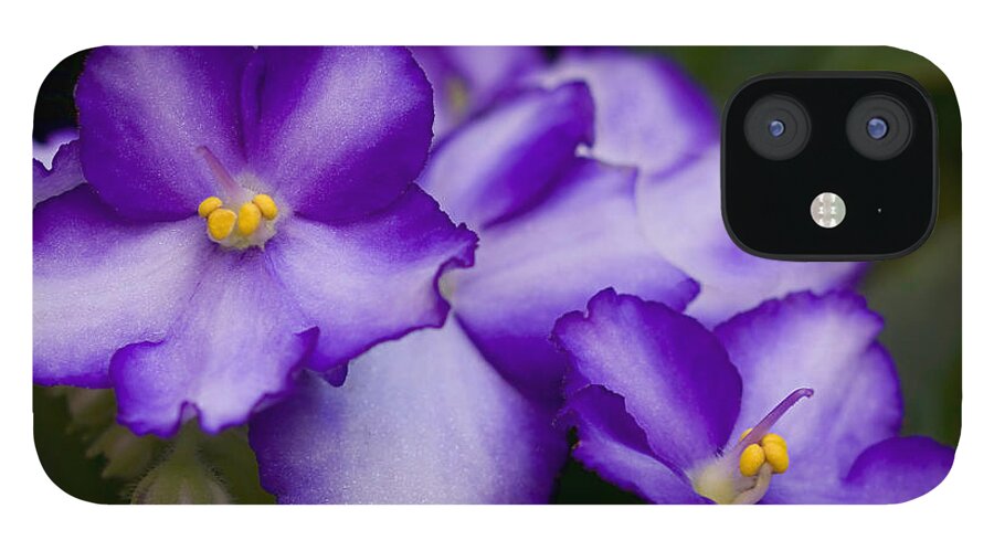 Violet iPhone 12 Case featuring the photograph Violet Dreams by William Jobes