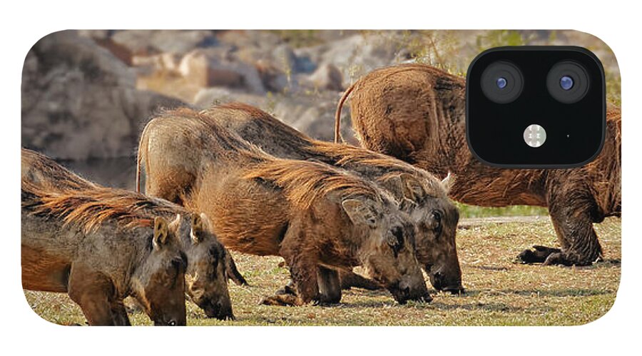 Warthog iPhone 12 Case featuring the photograph Warthogs Doing Lunch by Joe Bonita