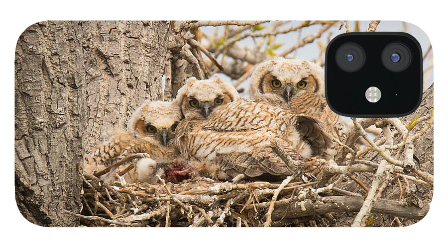 Owl iPhone 12 Case featuring the photograph Watchful Great Horned Owl Owlets by Tony Hake