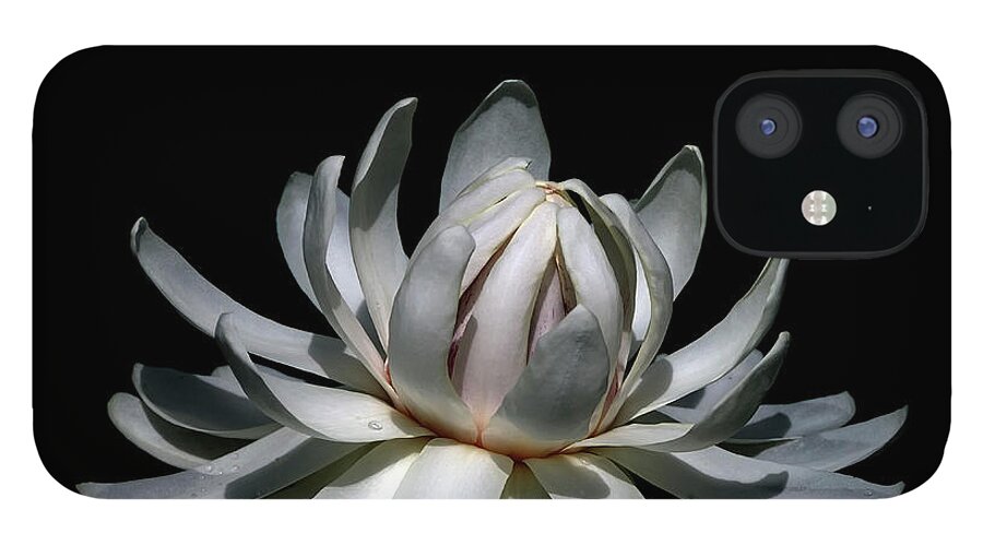 Lily.waterlily iPhone 12 Case featuring the photograph Waterlily by Wayne Sherriff