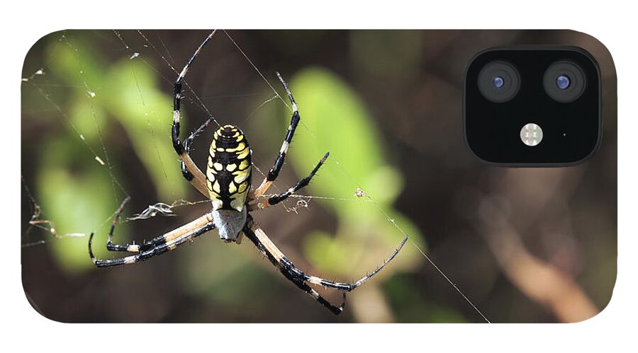 Arachnid iPhone 12 Case featuring the photograph Web Builder by Travis Rogers