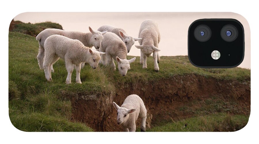Prancing Lamb iPhone 12 Case featuring the photograph Welsh Lambs by Ang El