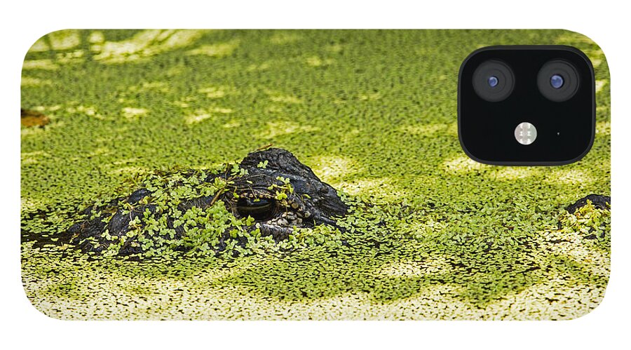Duckweed iPhone 12 Case featuring the photograph What's Under the Duckweed in the Pond by Natural Focal Point Photography
