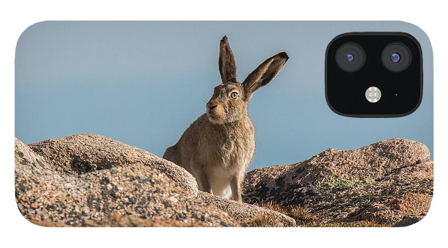 Rabbit iPhone 12 Case featuring the photograph What's up doc? by Tony Hake