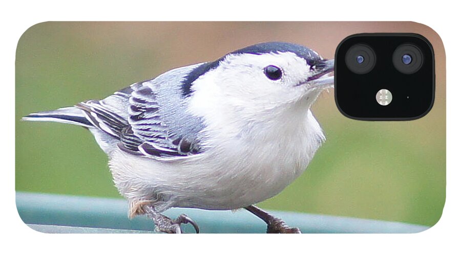 White-breasted Nuthatch iPhone 12 Case featuring the photograph White-breasted Nuthatch I by Robert E Alter Reflections of Infinity