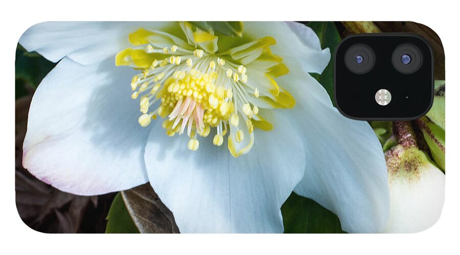 Flowers iPhone 12 Case featuring the photograph White Flower by Wendy Carrington