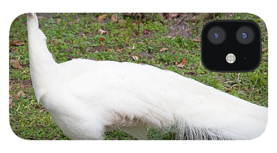 Peacock iPhone 12 Case featuring the photograph White Peacock by Kenneth Albin