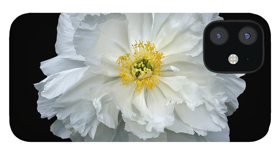 Peonies iPhone 12 Case featuring the photograph White Peony by Charles Harden