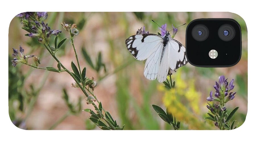 White Skipper iPhone 12 Case featuring the photograph White-Skipper on Lupine by Gaelyn Olmsted