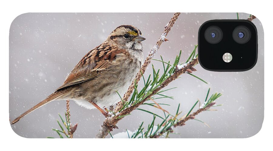 Bird iPhone 12 Case featuring the photograph White Throated Sparrow by Cathy Kovarik