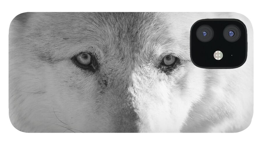 Wolf iPhone 12 Case featuring the photograph White Wolf by Ana V Ramirez
