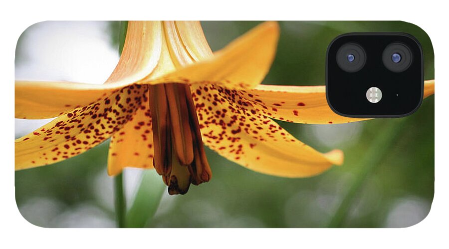 Flower iPhone 12 Case featuring the photograph Wild Canadian Lily by Smilin Eyes Treasures