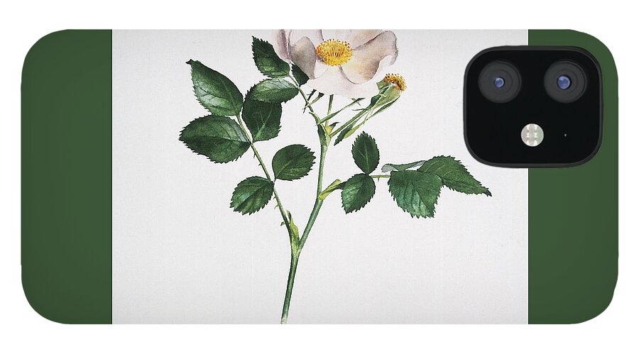 Dog Rose iPhone 12 Case featuring the painting Wild Rose by Attila Meszlenyi