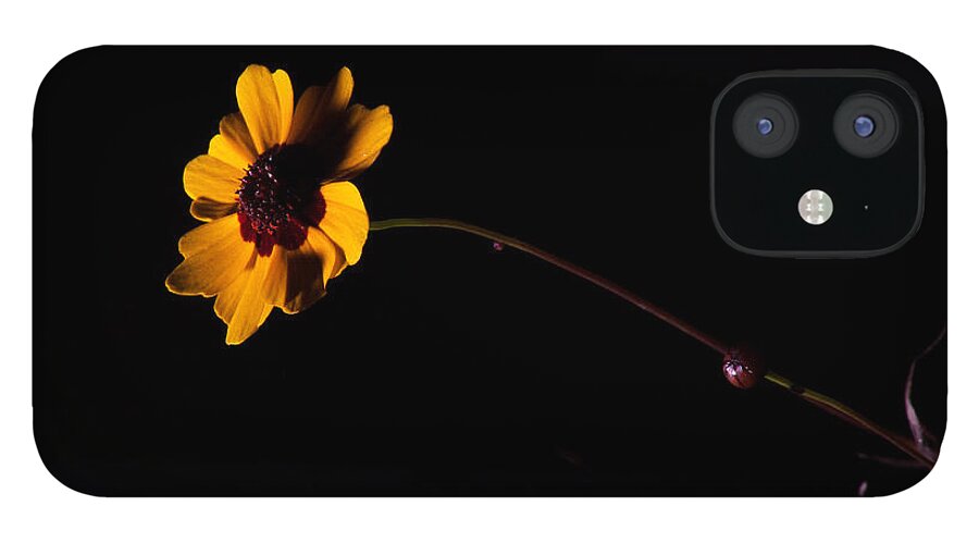 Flower iPhone 12 Case featuring the photograph Wildflower On Black by Eugene Campbell