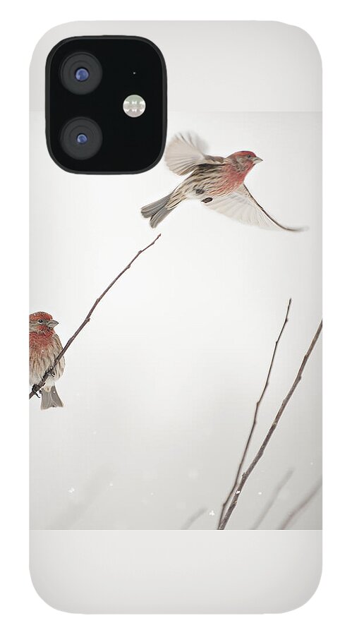 Bird iPhone 12 Case featuring the photograph Finch Winter Wind Surfing 2 by Jill Love