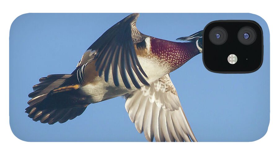 Wood Duck iPhone 12 Case featuring the photograph Wood Duck Flying Fast by Mark Miller