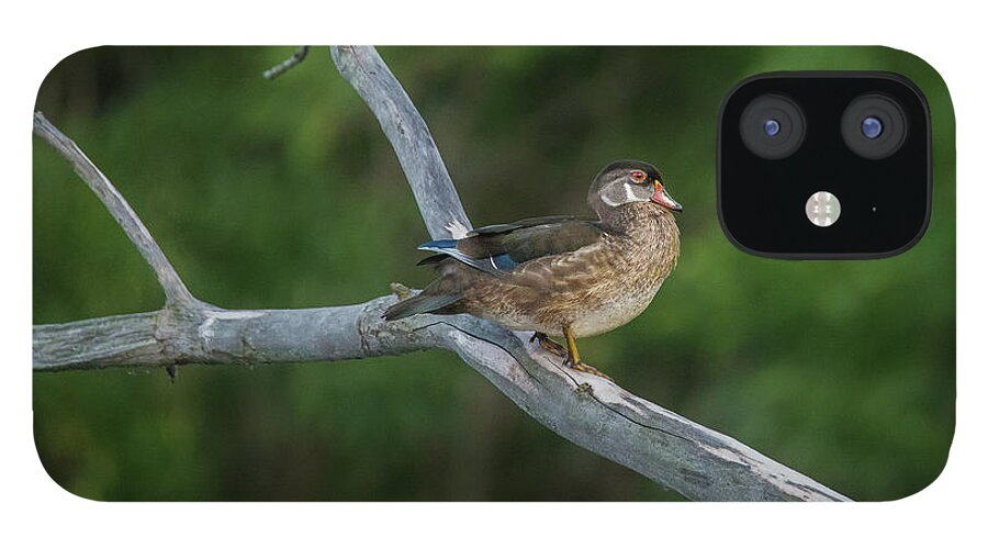 Wood Duck iPhone 12 Case featuring the photograph Wood Duck Perched in Old Tree by Nikki Vig